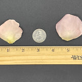 Freeze Dried Rose Petals - Blush