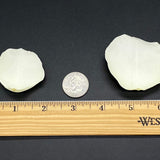 Freeze Dried Rose Petals - Moonlight