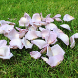 Freeze Dried Rose Petals - Lavender
