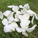 Freeze Dried Rose Petals - Ivory