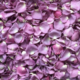 Freeze Dried Rose Petals - Lilac